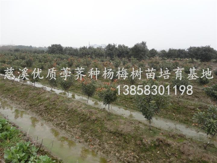 杨梅苗 杨梅苗价格 杨梅苗供应 产品4
