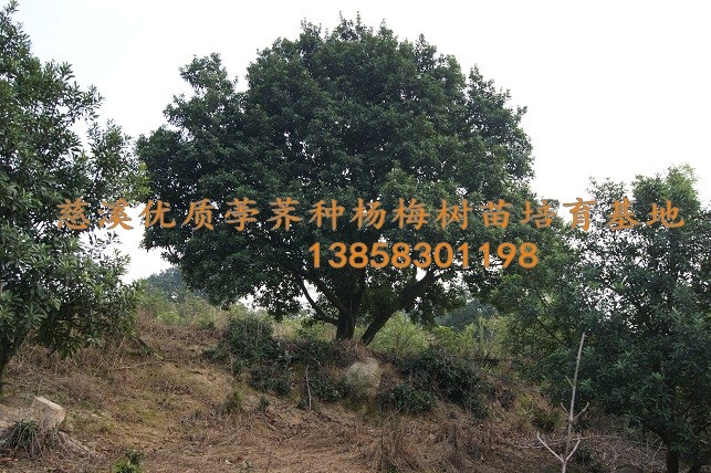 10年以上杨梅树--宁波杨梅苗、横河杨梅苗