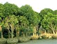 杨梅树/杨梅树（带土球）浙江杨梅树13858301198 
