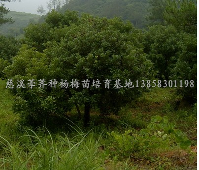 杨梅苗/杨梅树/杨梅苗供应/杨梅苗价格（慈溪荸荠种杨梅苗培育基地） 