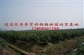 杨梅苗 黑炭杨梅苗 水晶白杨梅苗（果肉质细软，味清甜汁多，具香气）13858301198 