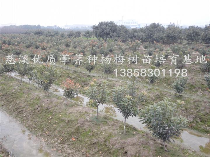 杨梅苗 杨梅苗价格 杨梅苗供应 产品1