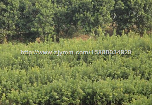 杨梅苗 杨梅苗供应 杨梅苗价格 杨梅苗基地 