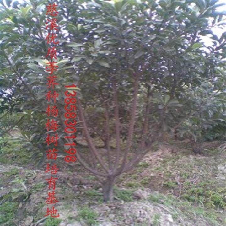 5年杨梅苗--杨梅苗基地、杨梅苗价格