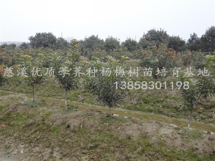 杨梅苗 杨梅苗价格 杨梅苗供应 产品2