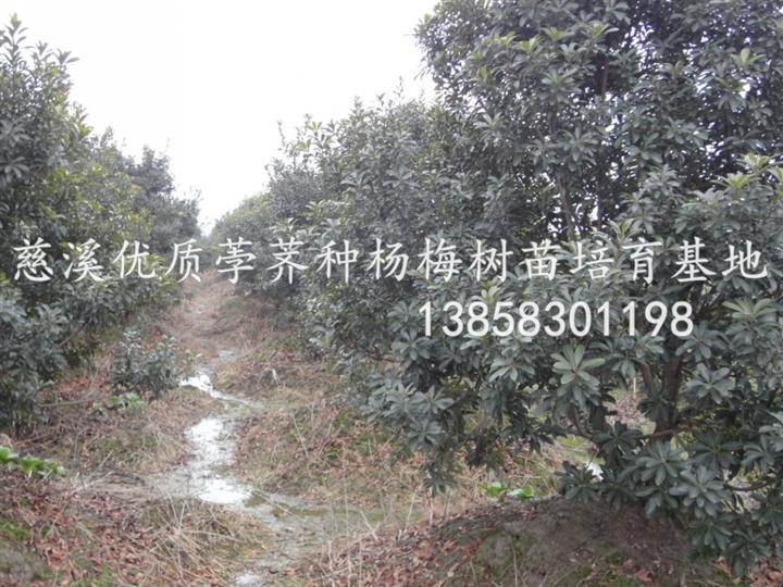 …杨梅苗《慈溪荸荠种杨梅苗培育基地》13858301198祝士海 