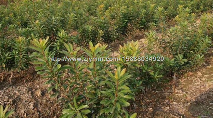 杨梅苗（这里的杨梅苗特别适合夏季移栽种植） 