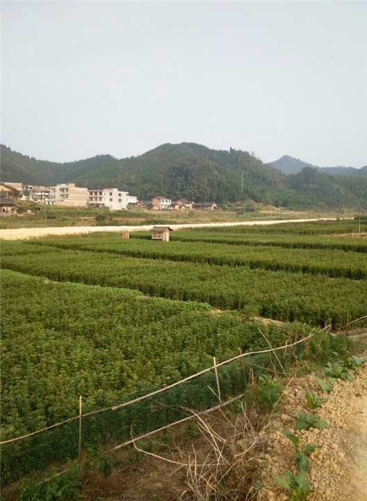 永州市祁阳县金洞管理区金丝楠木 
