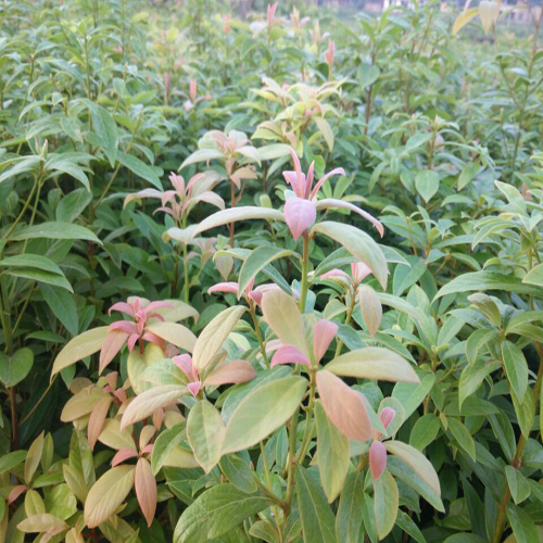湖南金丝楠