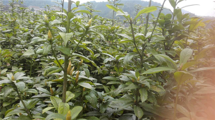 湖南金丝楠木小苗