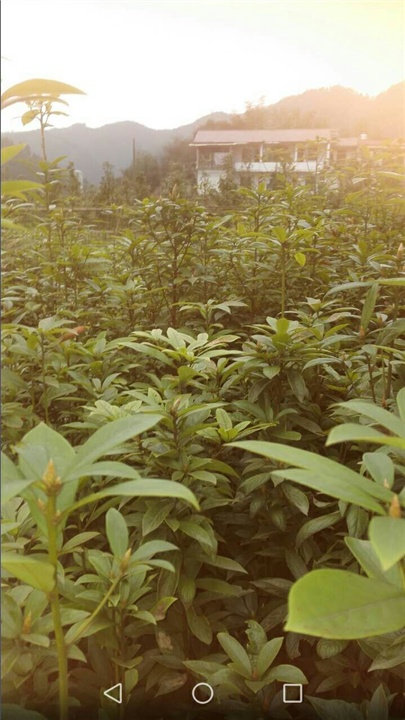 湖南金丝楠木订购