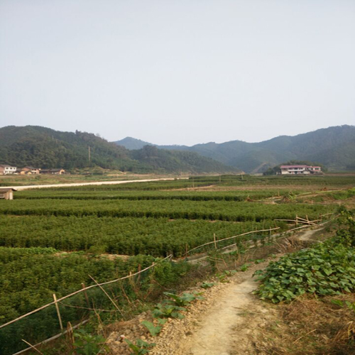 湖南金丝楠木