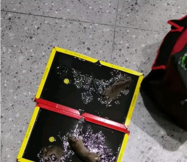 金华工厂杀虫灭鼠