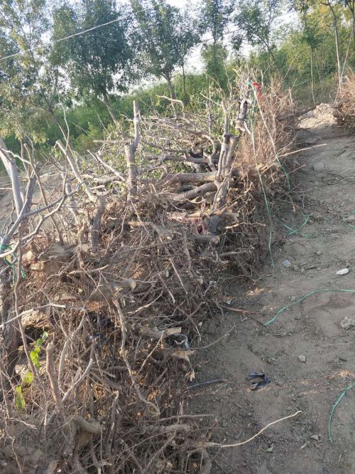冬枣树苗基地直销 