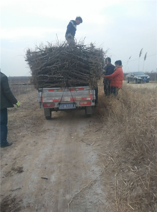 冬枣小苗直销
