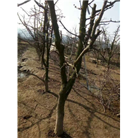 冬枣苗 