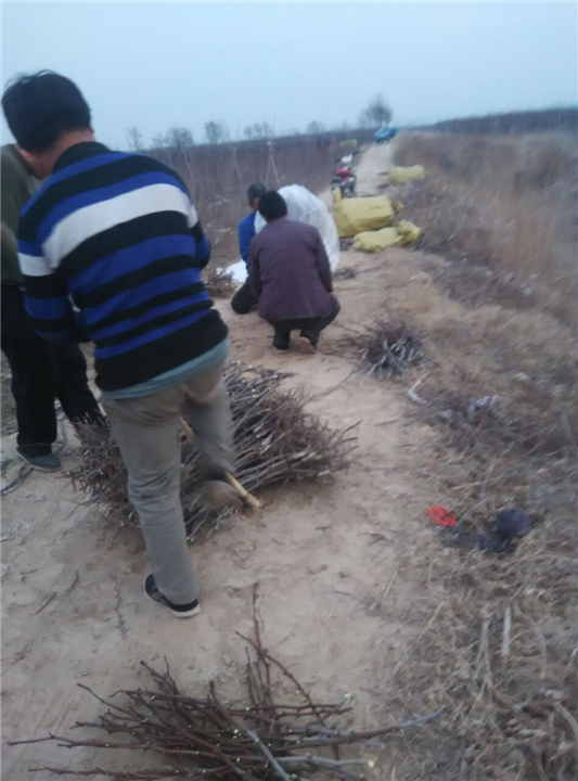 冬枣小苗直销