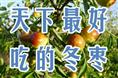 冬枣树苗 