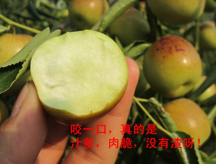 沾冬2号 