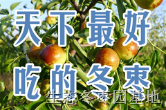 冬枣树苗 