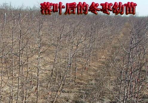 冬枣花期喷920的重要性 
