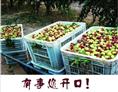 冬枣苗直销|沾化冬枣苗直销|