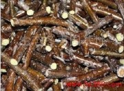 冬枣苗直销|沾化冬枣苗直销|