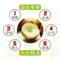 沾化冬枣六大特点