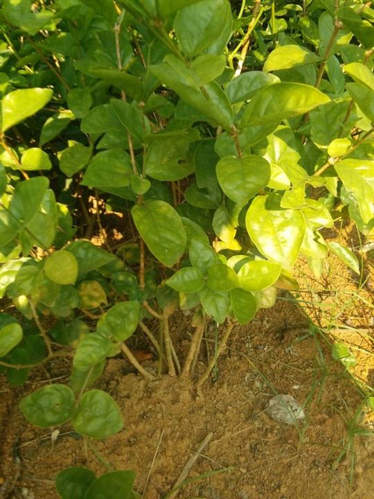 茉莉花苗3年苗