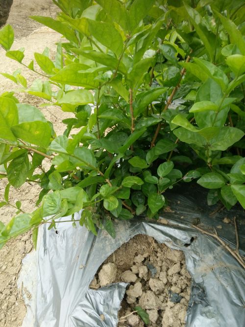 茉莉花窝苗