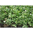 【茉莉花苗批发】正确认识茉莉花 
