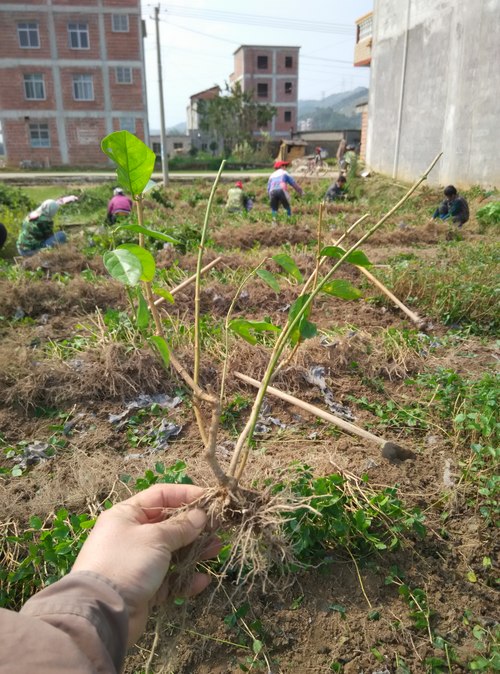 地栽散苗1年苗 