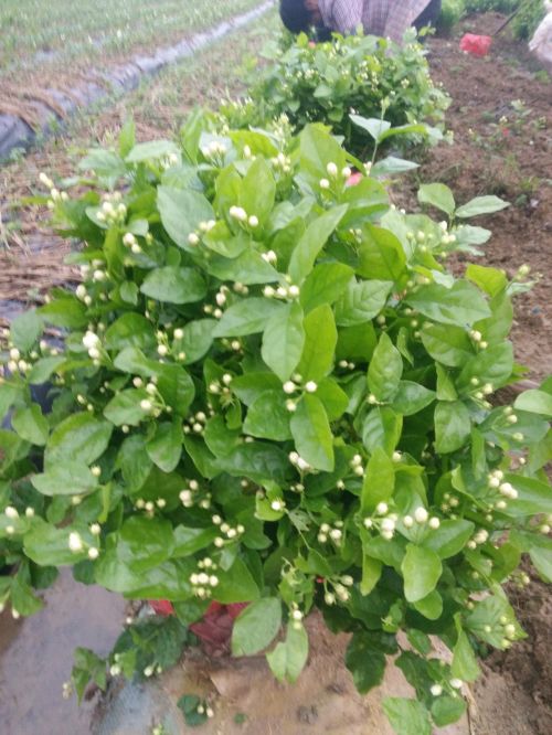 成品带花苗