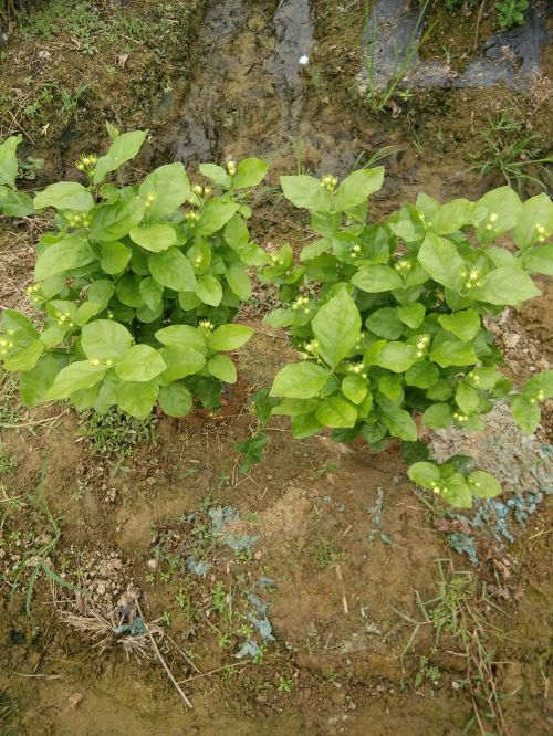 茉莉花窝苗