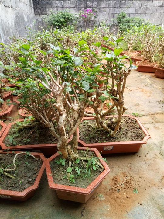茉莉花苗,10年以上盆景苗