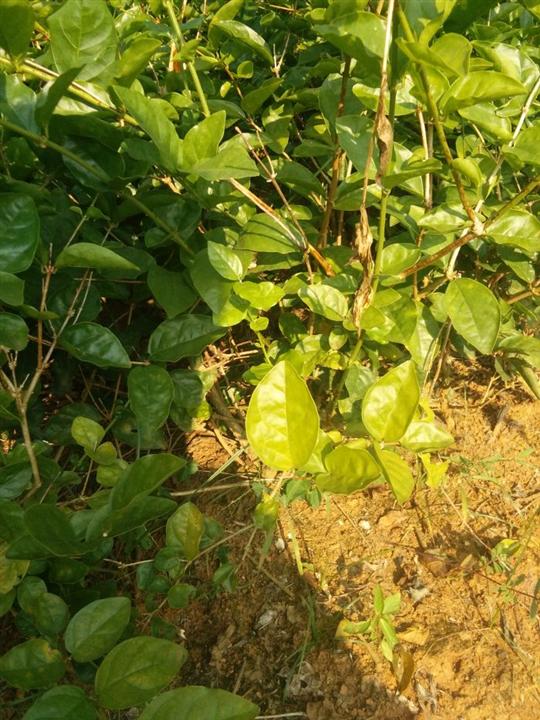 茉莉花苗3年苗