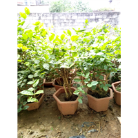 茉莉花苗盆苗 