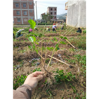 地栽散苗1年苗 