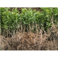 一年散苗 茉莉花苗