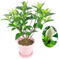 广西茉莉花盆栽苗 