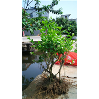 茉莉花苗 5-10年苗 