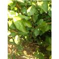 茉莉花苗3年苗