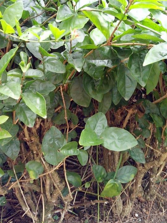 茉莉花苗 5-10年盆景苗