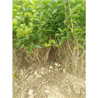 地栽散苗4-6年苗