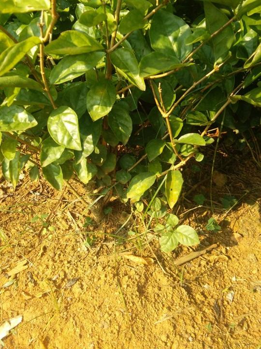 茉莉花苗3年苗