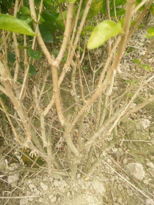 地栽散苗4-6年苗