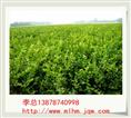 广西茉莉花苗 