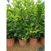 茉莉花营养杯苗 
