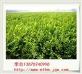 广西茉莉花苗 