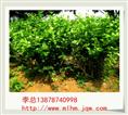 广西茉莉花苗 